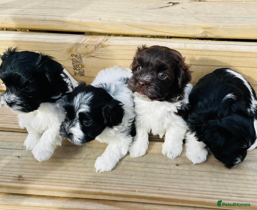 Havanese dogs for sale: Healthy, and full of joy Havanese pups. - Advert 1