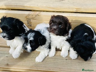 Havanese dogs Healthy, and full of joy Havanese pups. - Advert 17