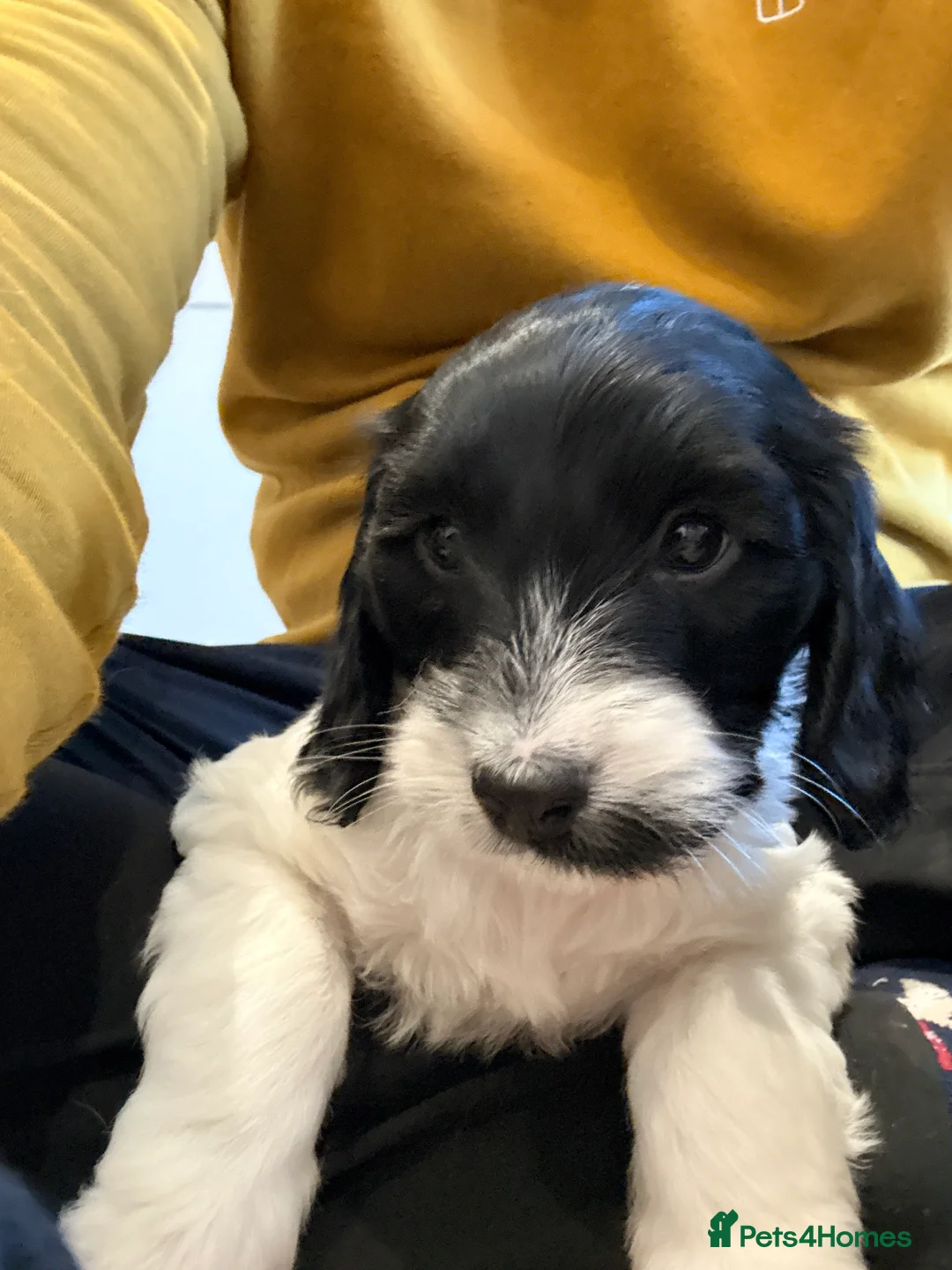 Mixed Breed dogs for sale: Cockapoo x English Springer Spaniel  in Holmfirth - Advert 3