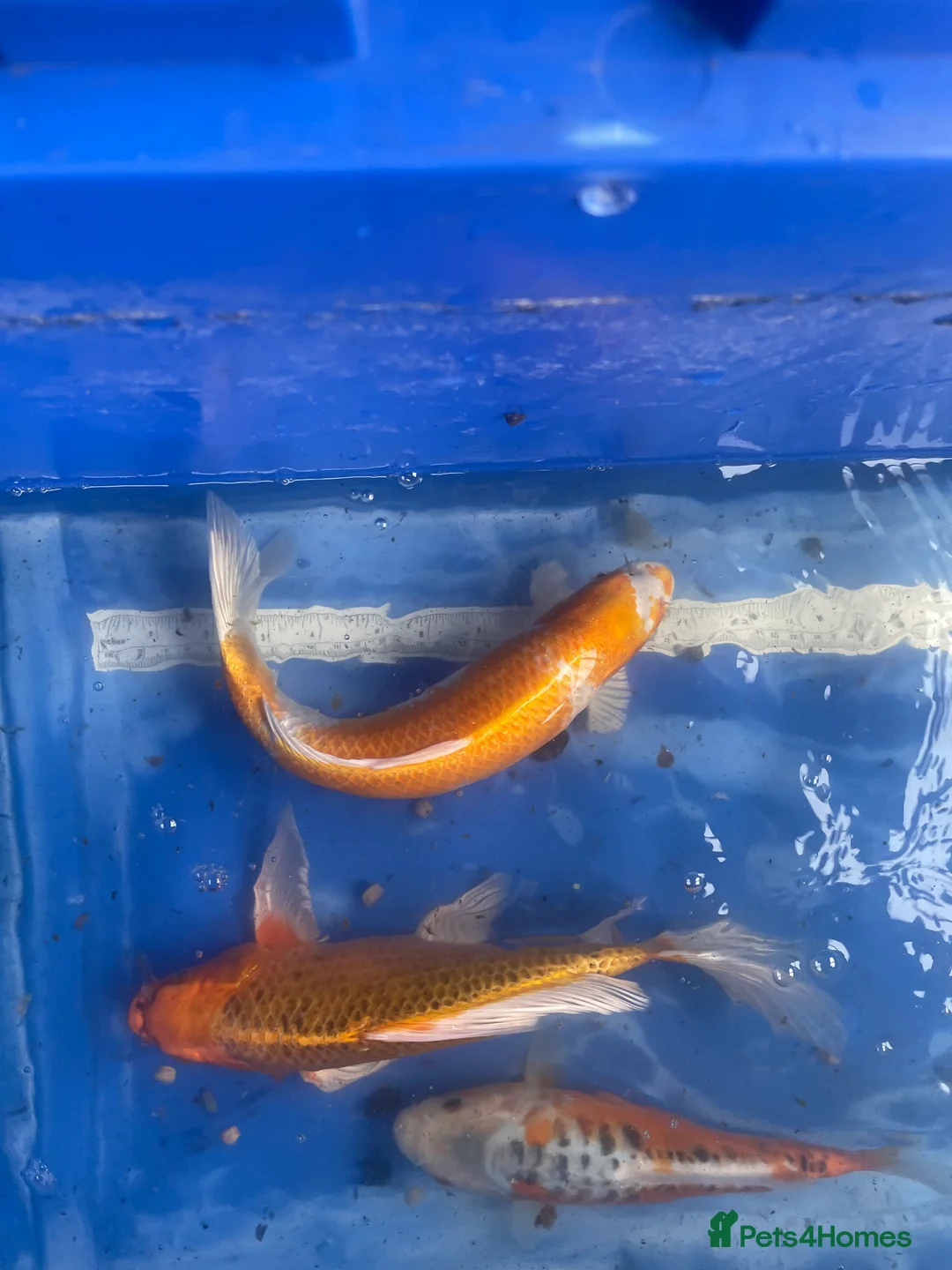 Koi Carp fish for sale: Koi carp and butterfly koi  - Advert 29