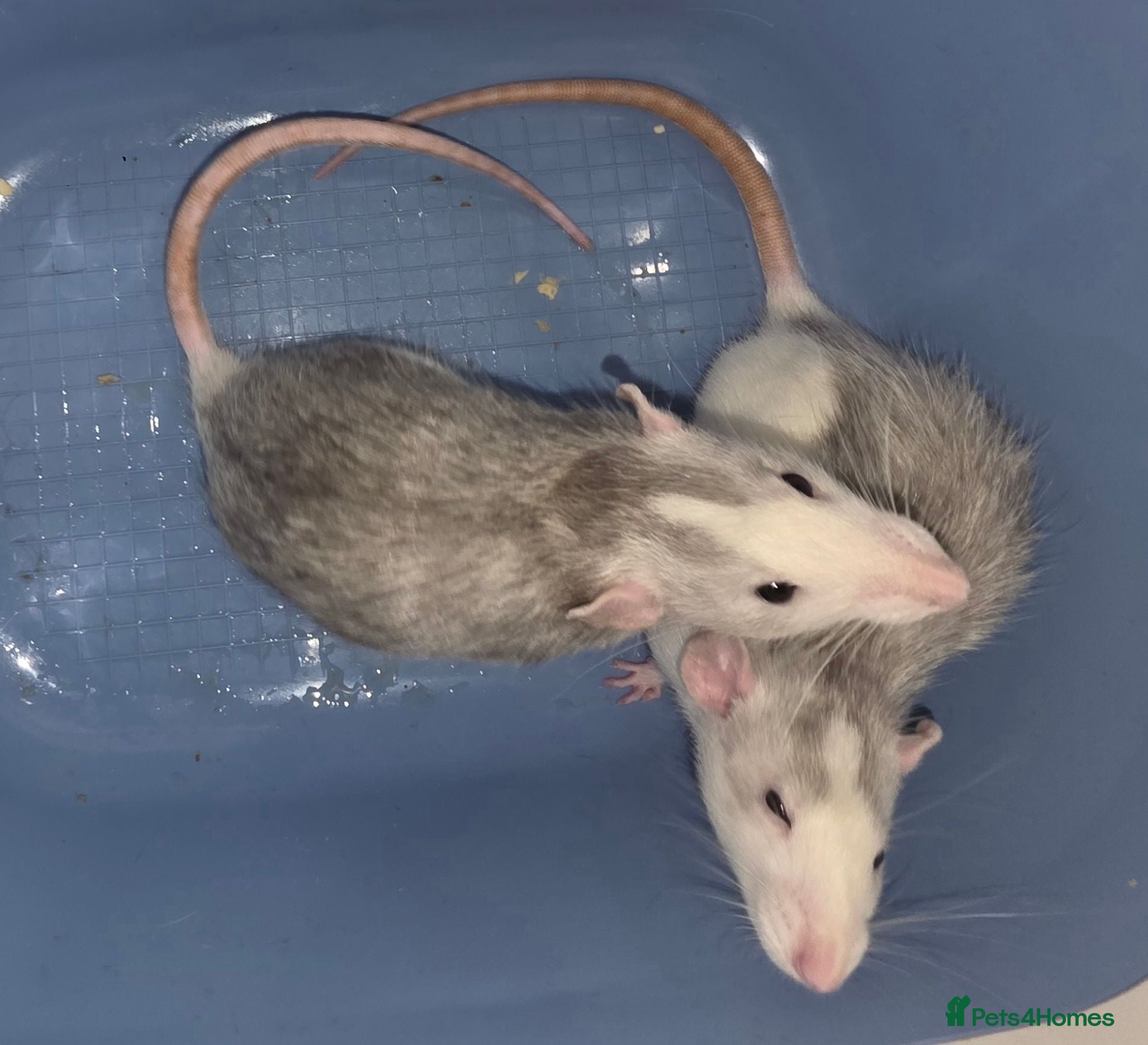Rat rodents Two sweetest female rats with large enclosure  - Advert 2