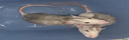 Rat rodents for sale: Two sweetest female rats with large enclosure  - Advert 2