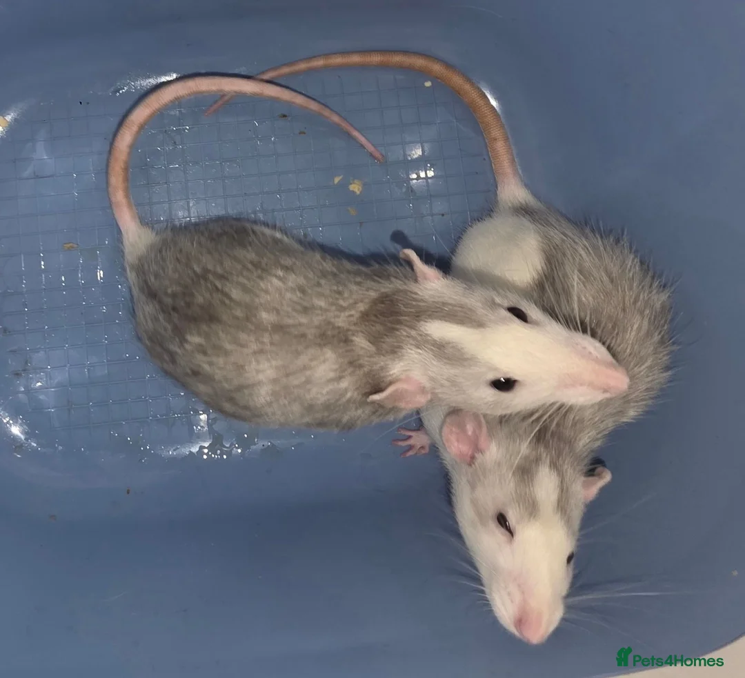 Rat rodents for sale: Two sweetest female rats with large enclosure  - Advert 2