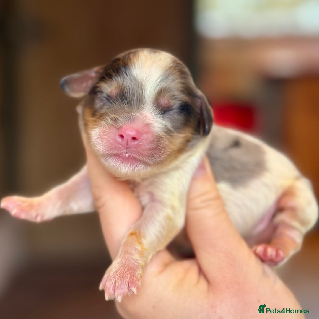 Cavapoo dogs for sale: Gorgeous Rainbow Cavapoos 🌈 - Advert 8