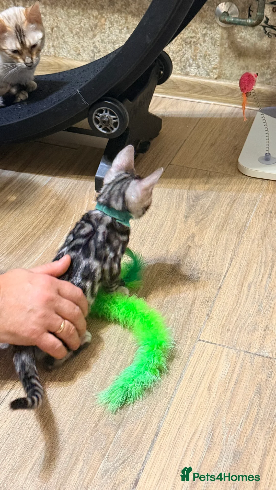 Bengal cats for sale: Pure Bengal kittens for sale just 2 boys left.  - Advert 4