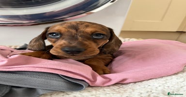 Miniature Dachshund dogs - Advert 2