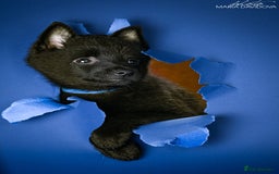 Schipperke dogs for sale: puppy schipperke - Image 12