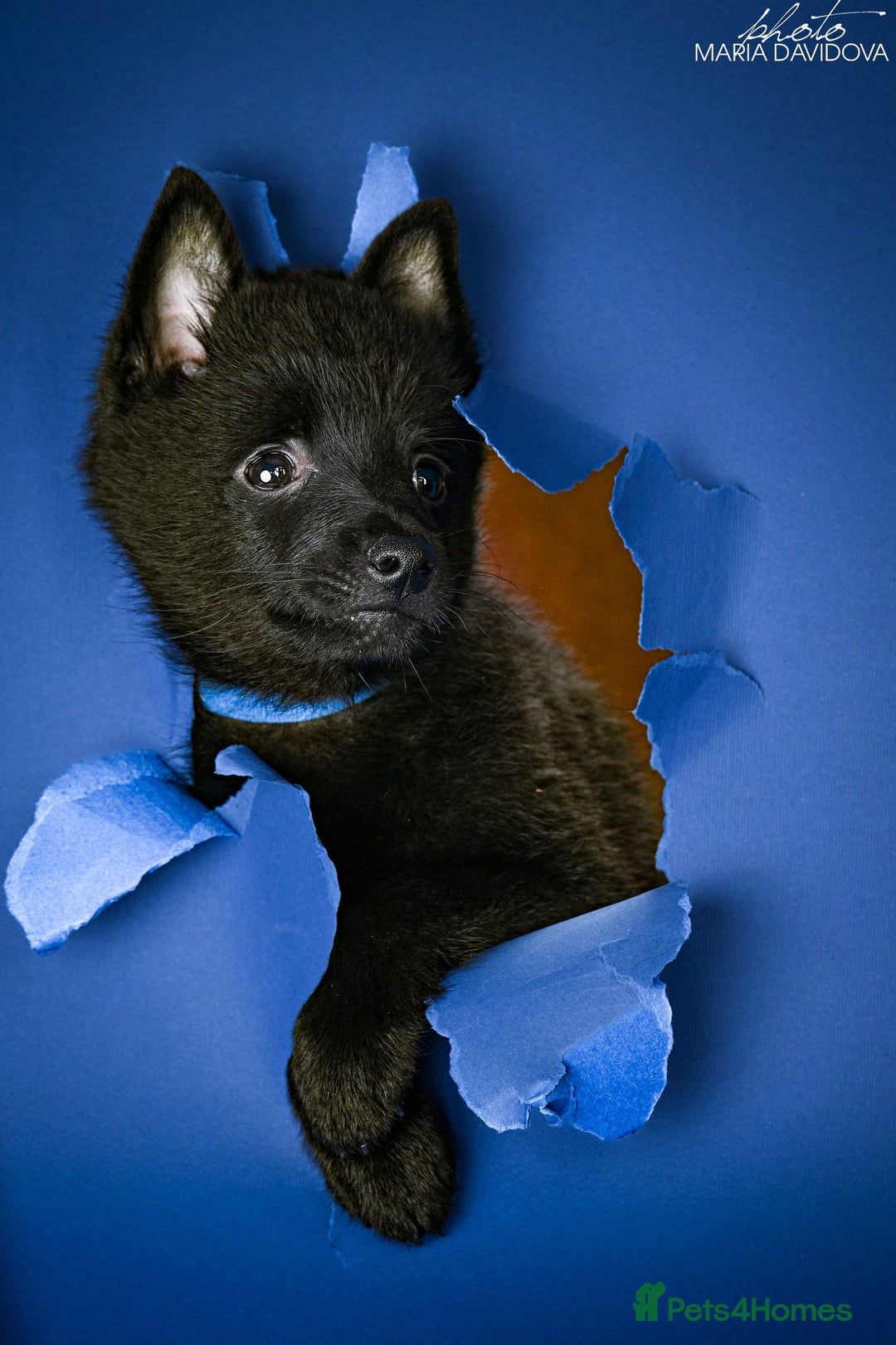 Schipperke dogs for sale: puppy schipperke - Image 12