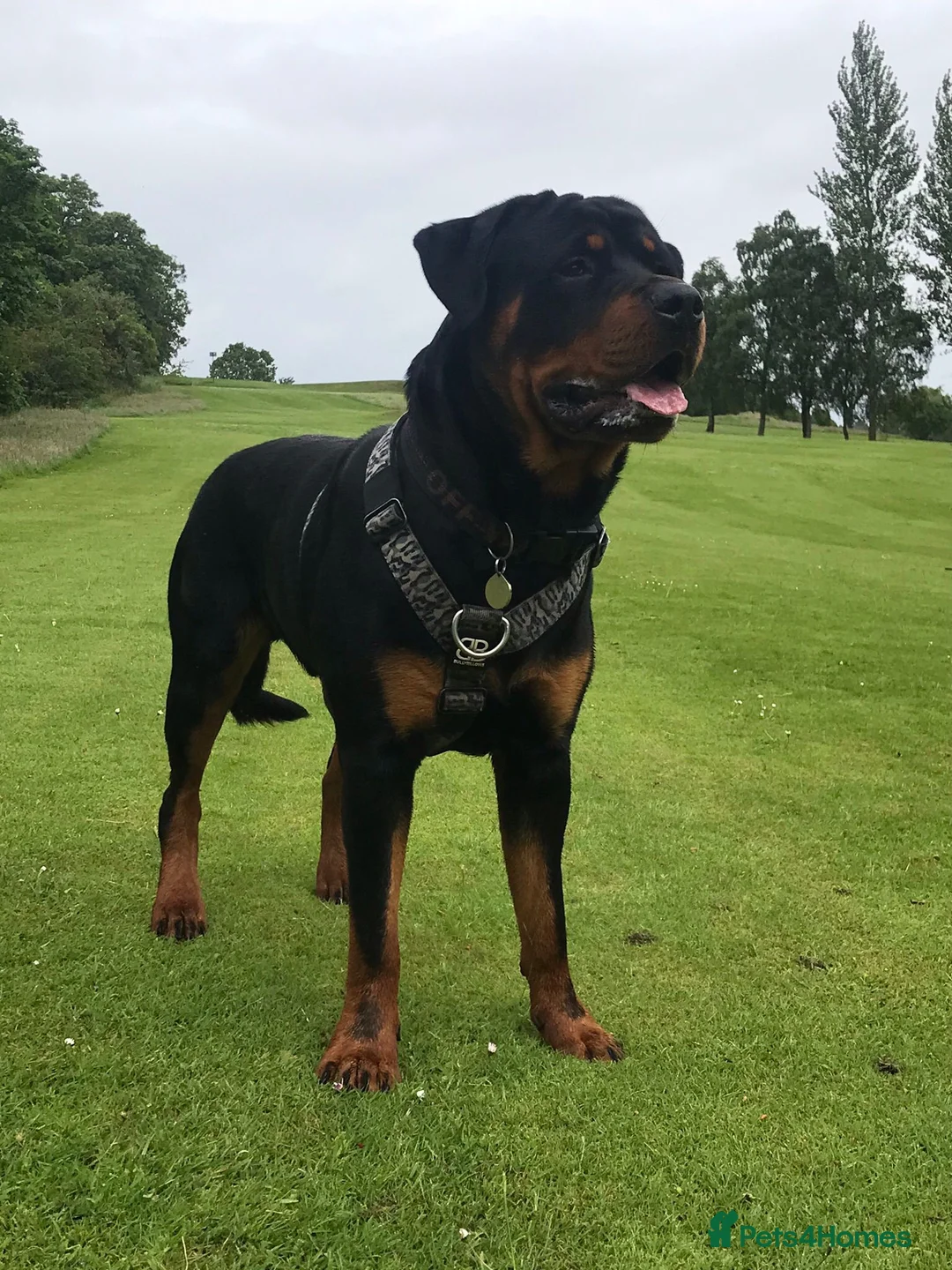 Rottweiler dogs for sale: Big chunky rottweiler  - Advert 1