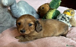 Dachshund dogs for sale: KC reg PRA clear gorgeous puppies - Image 19