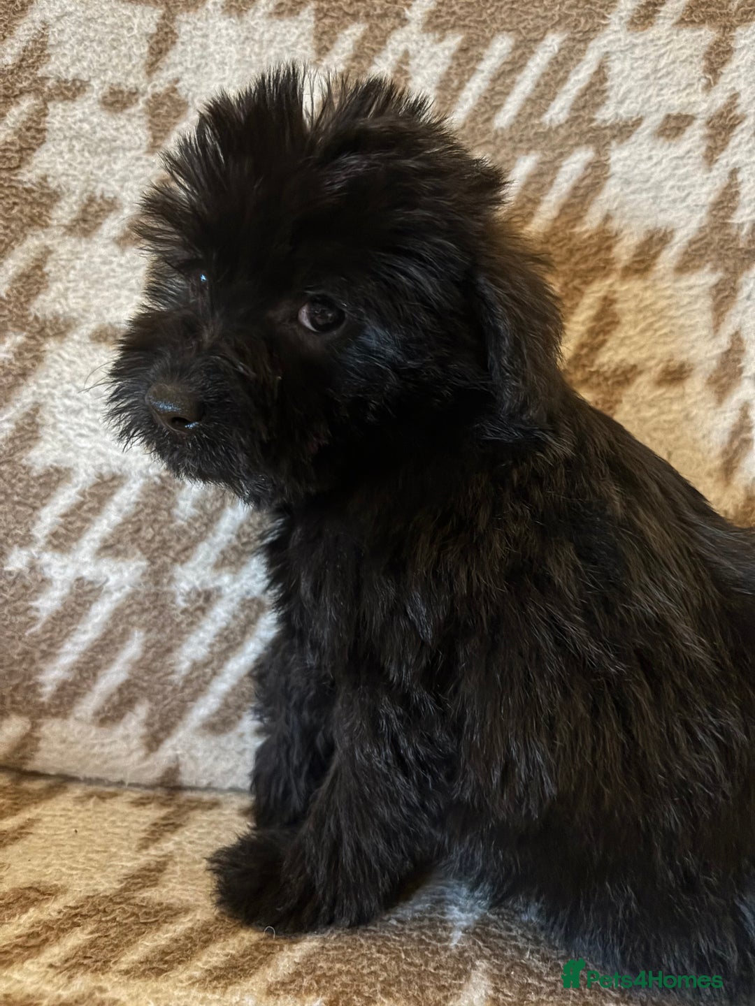 Mixed Breed dogs for sale: Truly special Schnoodle pups *unique colouring* - Advert 21