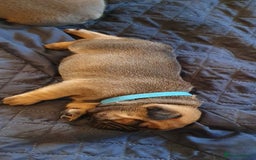 French Bulldog dogs for sale: 4 Chunky Male French Bulldogs - Image 3
