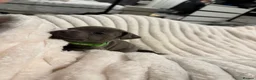 Staffordshire Bull Terrier dogs for sale: Blue✨CHAMPION✨ Staffordshire Bull Terrier Puppy’s  - Advert 34