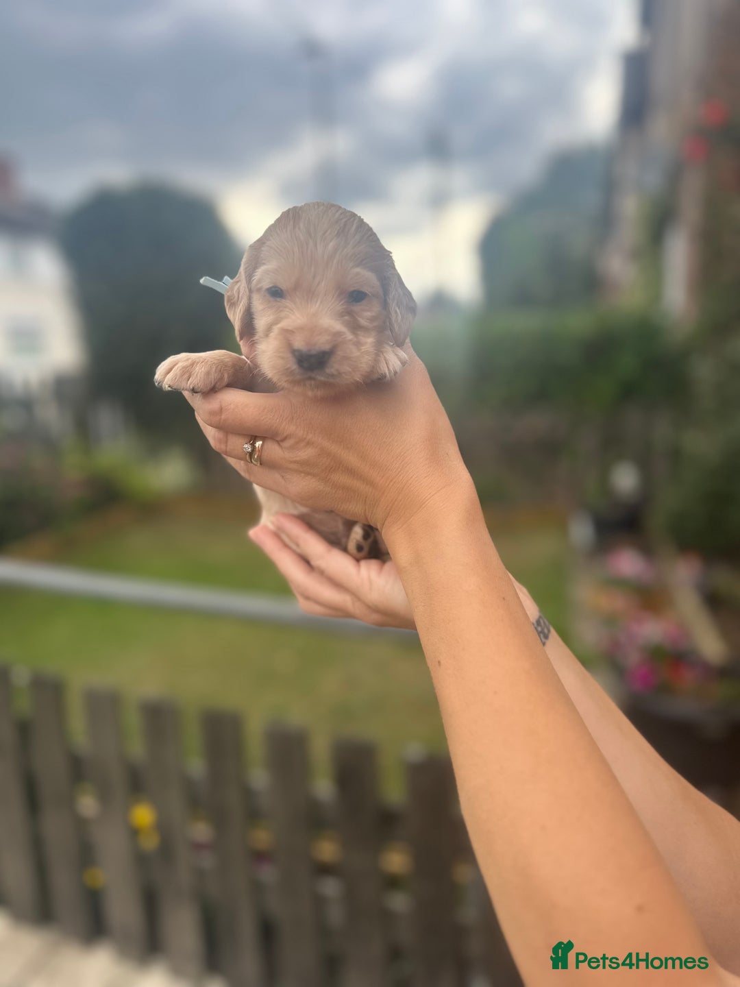 Cockapoo dogs for sale: Stunning f1b cockapoo puppies!!  - Image 19