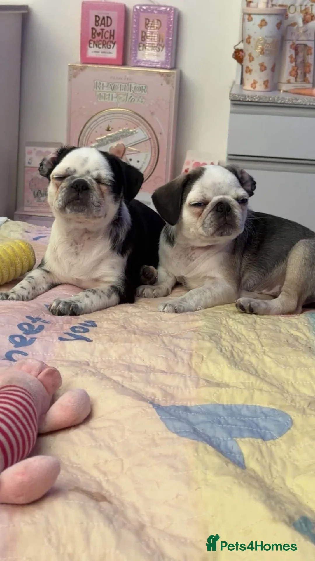 Pug dogs for sale: Two beautiful panda pug girls  in Wrexham - Advert 15