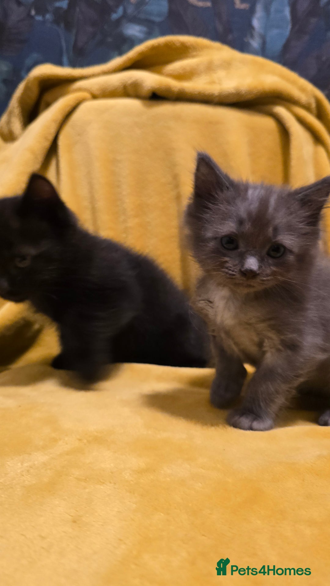 Mixed Breed cats for sale: Beautiful half ragdoll kittens - Image 20