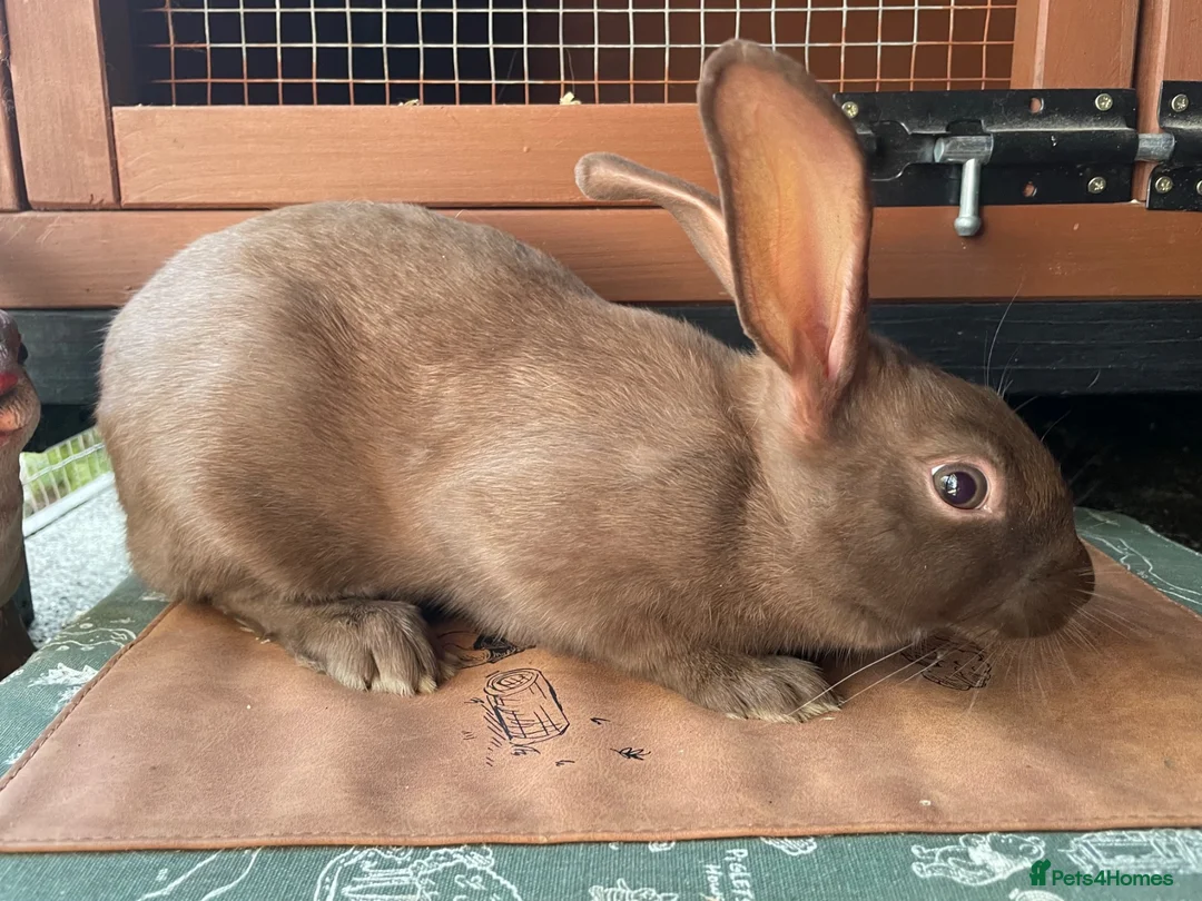 English Spot rabbits for sale: Beautiful chocolate self English spot  - Advert 2