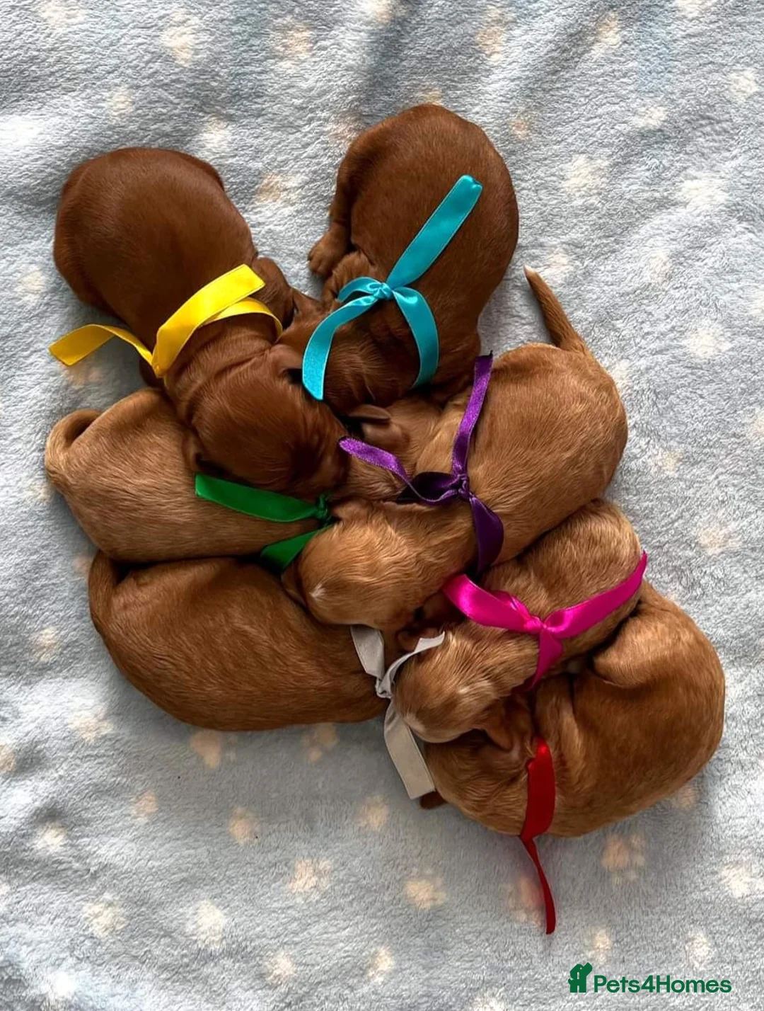 Cockapoo dogs for stud: F1 cocapoo well Proven extensively health tested in Bromley - Advert 9