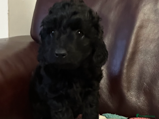 Labradoodle dogs Stunning small labradoodle - Advert 1