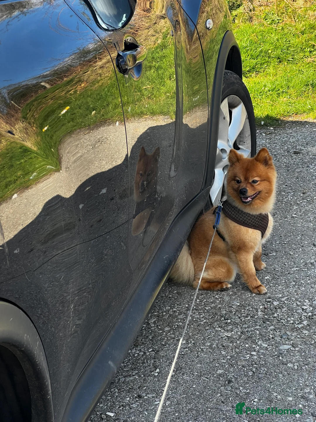 Pomeranian dogs for stud: Teddy is FOR STUD  in Cwmbran - Advert 8