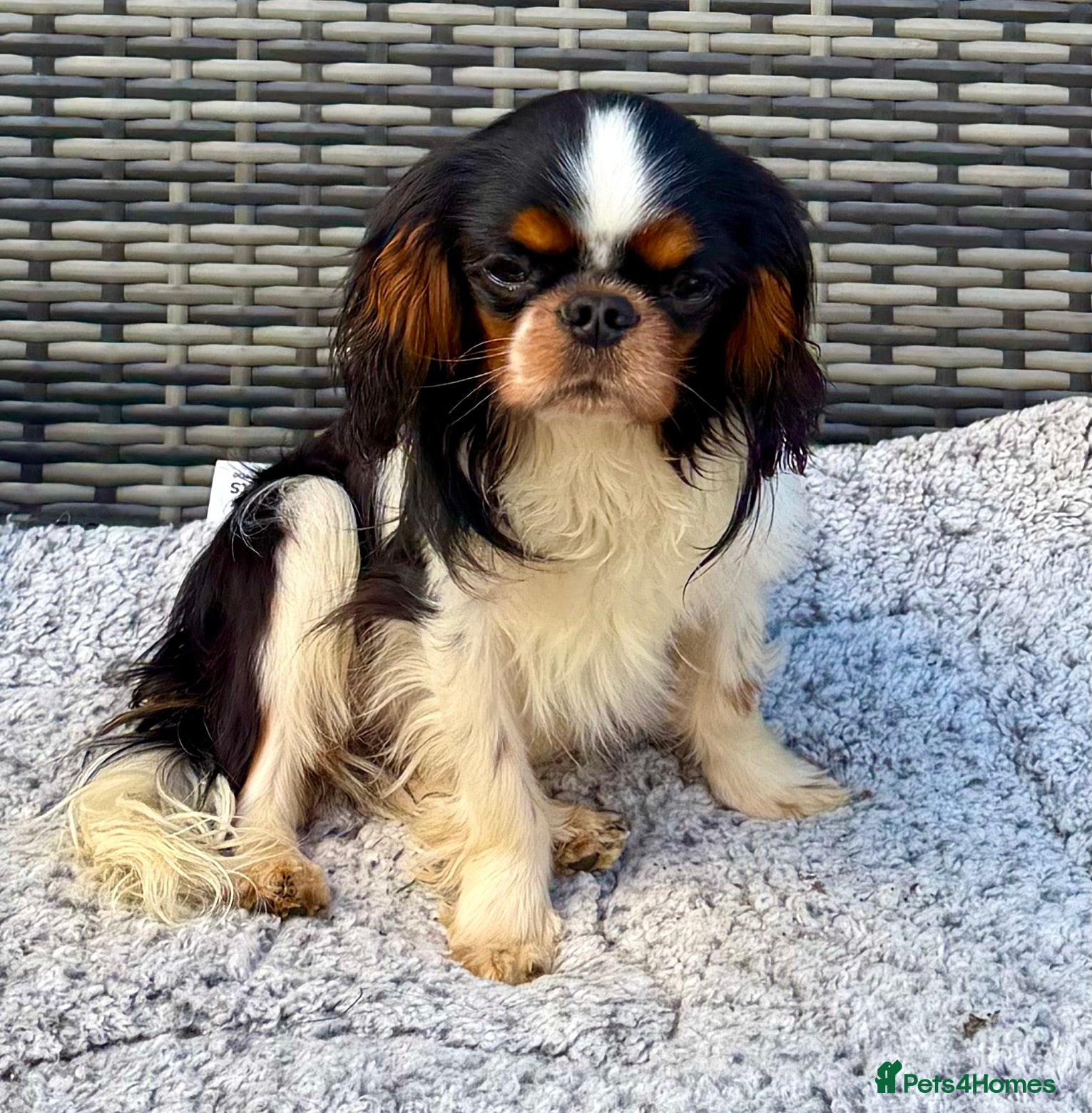 Cavalier King Charles Spaniel dogs 🐾 LOUIS – Male Cavalier King Charles Spaniel 🐾 - Advert 1