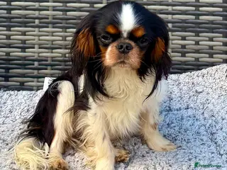 Cavalier King Charles Spaniel dogs 🐾 LOUIS – Male Cavalier King Charles Spaniel 🐾 - Advert 15