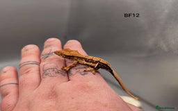 Gecko reptiles for sale: Tri Colour Harlequin Pinstripe Crested Gecko CB25 - Image 4