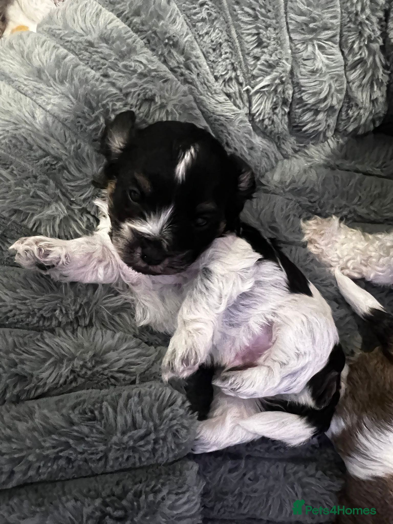 Bichon Frise dogs Puppies bichon frise - Advert 16