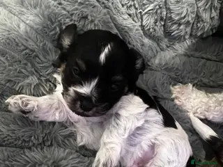 Bichon Frise dogs Puppies bichon frise - Advert 16