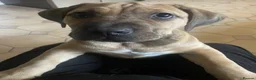 Boerboel dogs for sale: Boerboel puppies - Advert 12