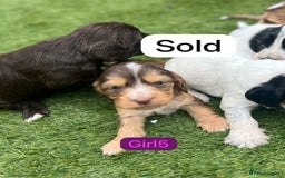 Cockapoo dogs for sale: F1B puppies - Image 9