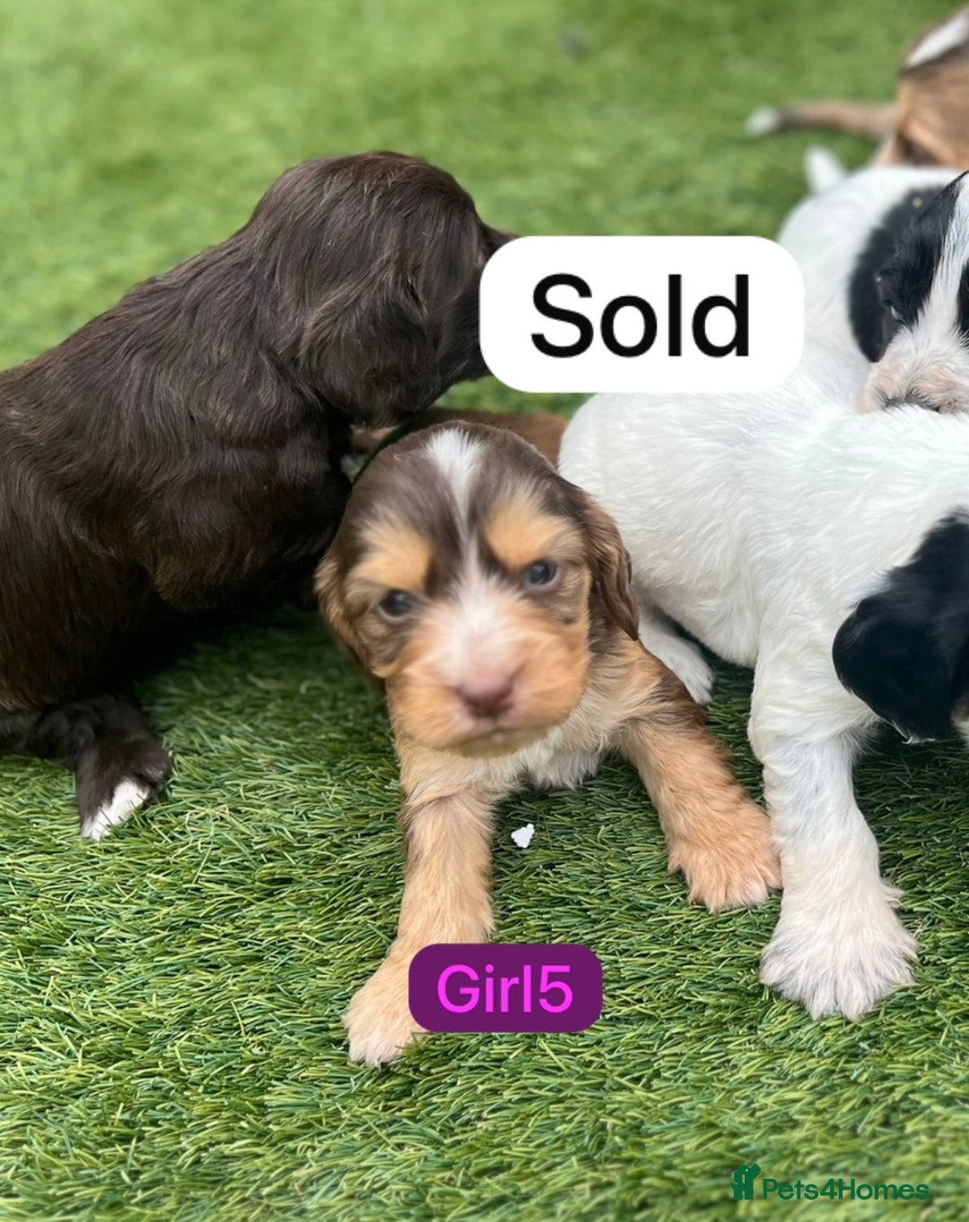 Cockapoo dogs for sale: F1B puppies - Image 9