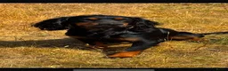 Cocker Spaniel dogs for sale: Stunning KC working cockers exceptional parents - Advert 4