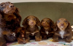 Miniature Dachshund dogs for sale: KC reg PRA clear long hair mini dachshund puppies  in Maidstone - Image 3