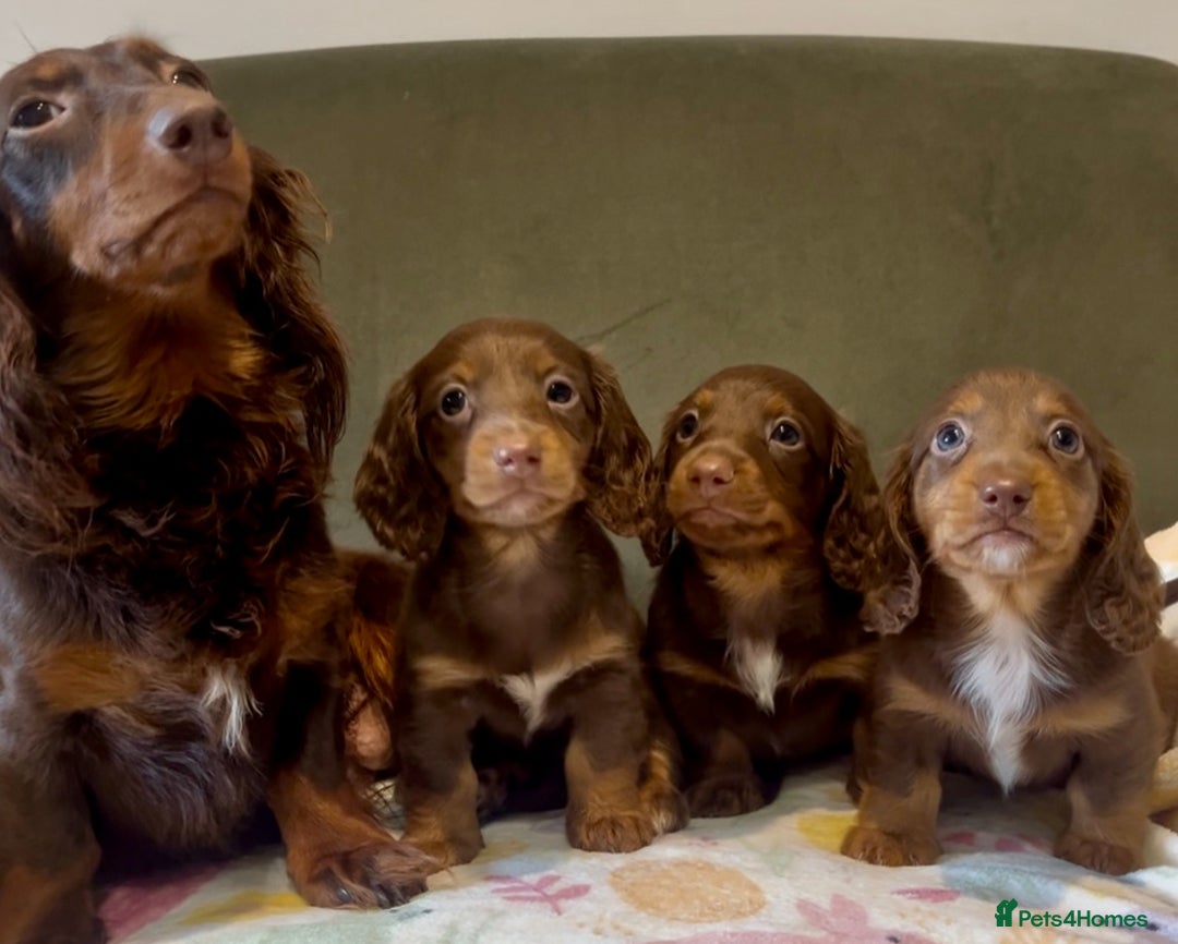 Miniature Dachshund dogs for sale: KC reg PRA clear long hair mini dachshund puppies  in Maidstone - Image 3
