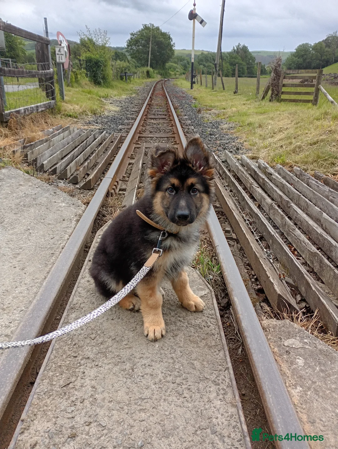 German Shepherd dogs for sale: Diesel 🩶 13 weeks old* in Aberystwyth - Advert 2