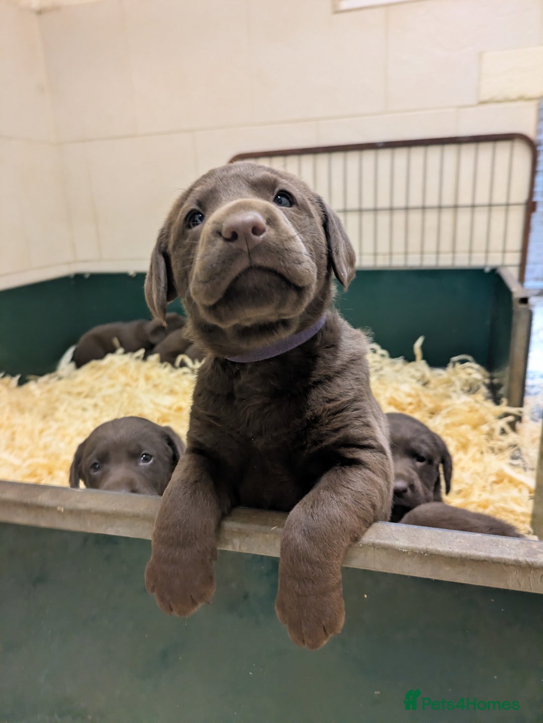 Labrador Retriever dogs for sale: Gorgeous chocolate Labrador puppies for sale - Advert 12