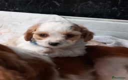 Cavapoo dogs for sale: Adorable cavapoo pups for sale - Image 2
