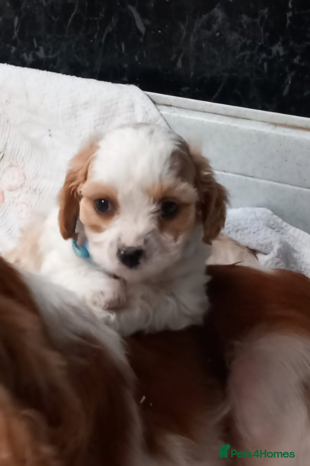 Cavapoo dogs for sale: Adorable cavapoo pups for sale - Image 2