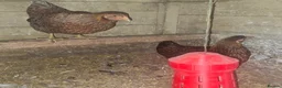 Chickens poultry for sale: Bantam Laced Wyandotte Chickens in Wetherby - Advert 8