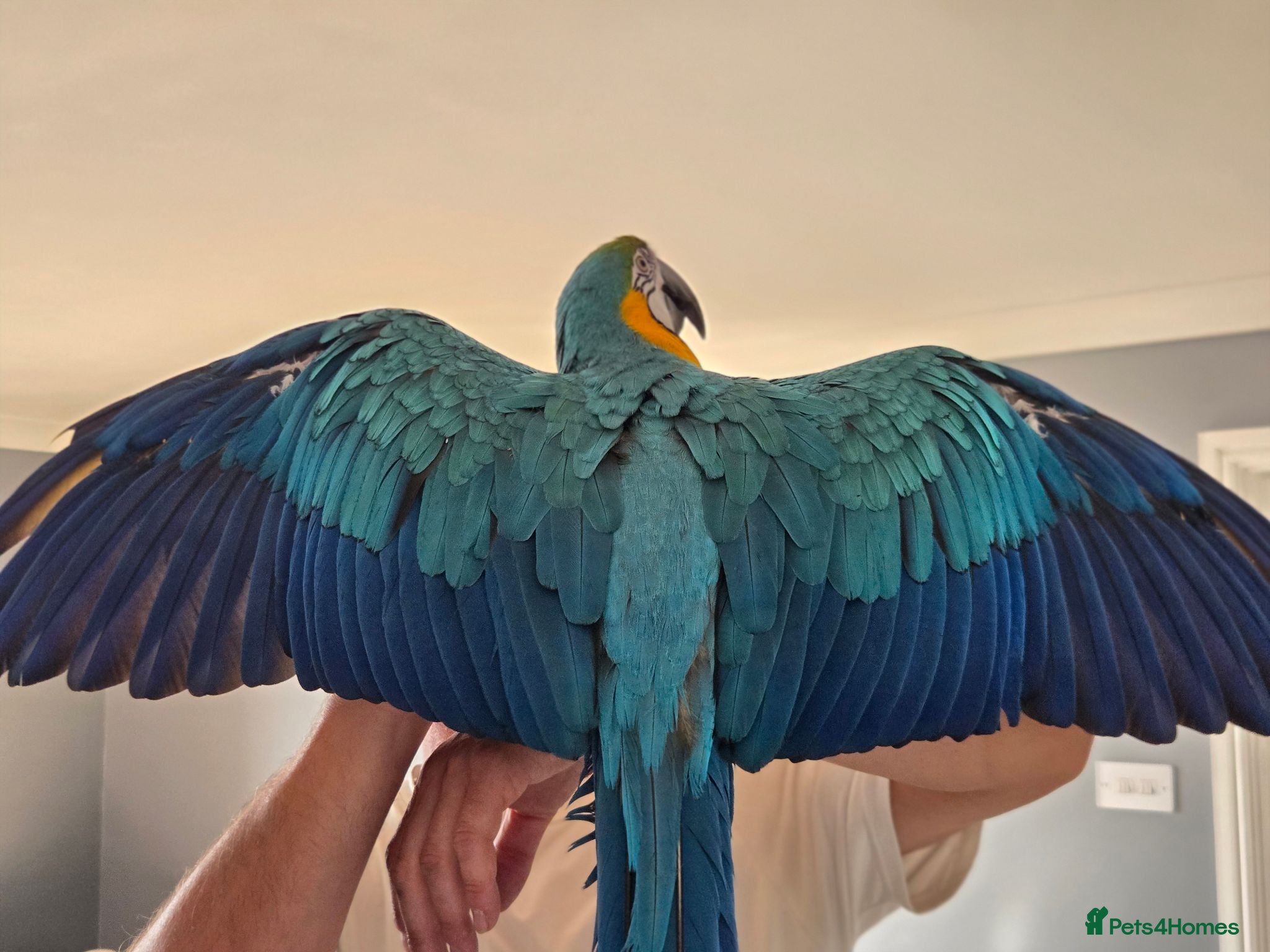 Macaws birds BLUE & GOLD MACAW, 2 YEARS OLD, COMPLETE SETUP - Advert 4