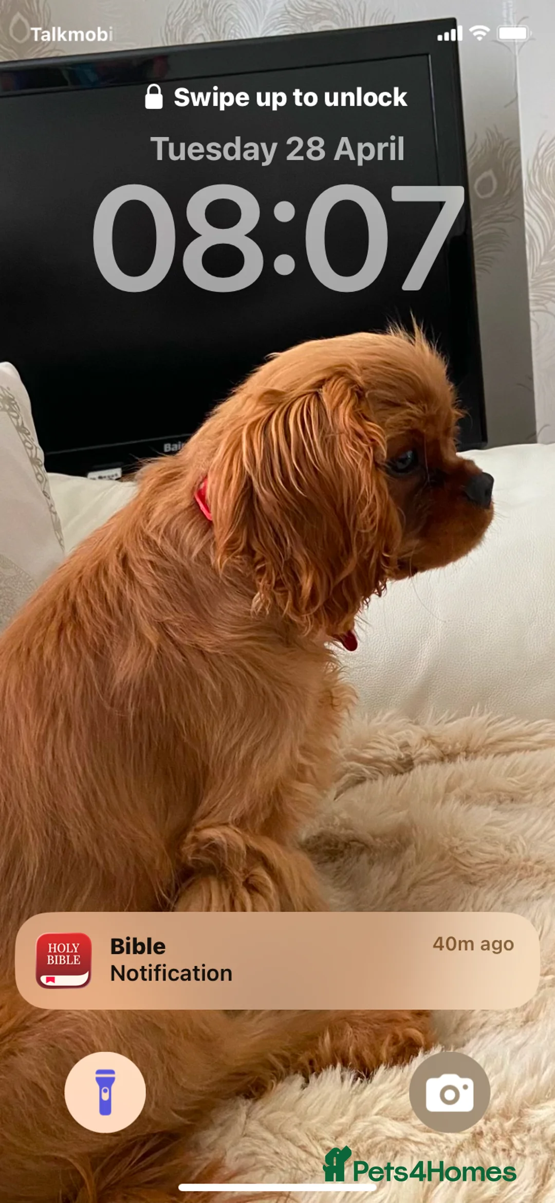 Cavalier King Charles Spaniel dogs for sale: Adult Ruby Female Cavalier KC Spaniel - Advert 2