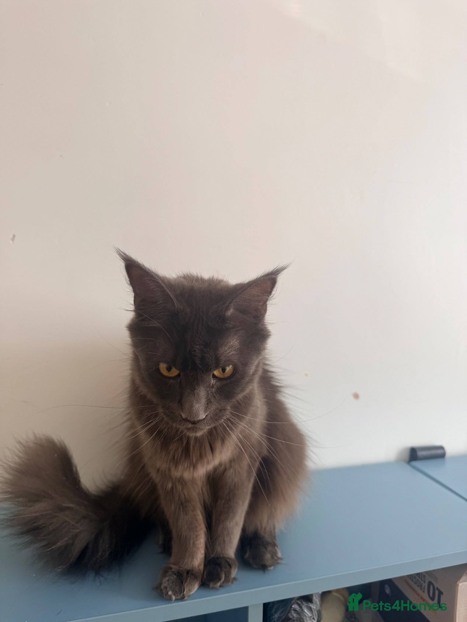Maine Coon cats Main coon male - Advert 1