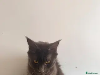 Maine Coon cats Main coon male - Advert 1