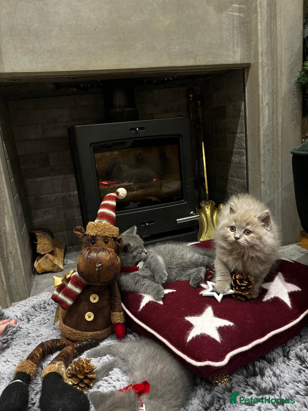 British Shorthair cats for sale: British Shorthair Kittens - Advert 39