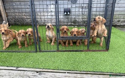 Labrador Retriever dogs for sale: Stunning kc registerd fox Red / Golders labradors  - Image 19