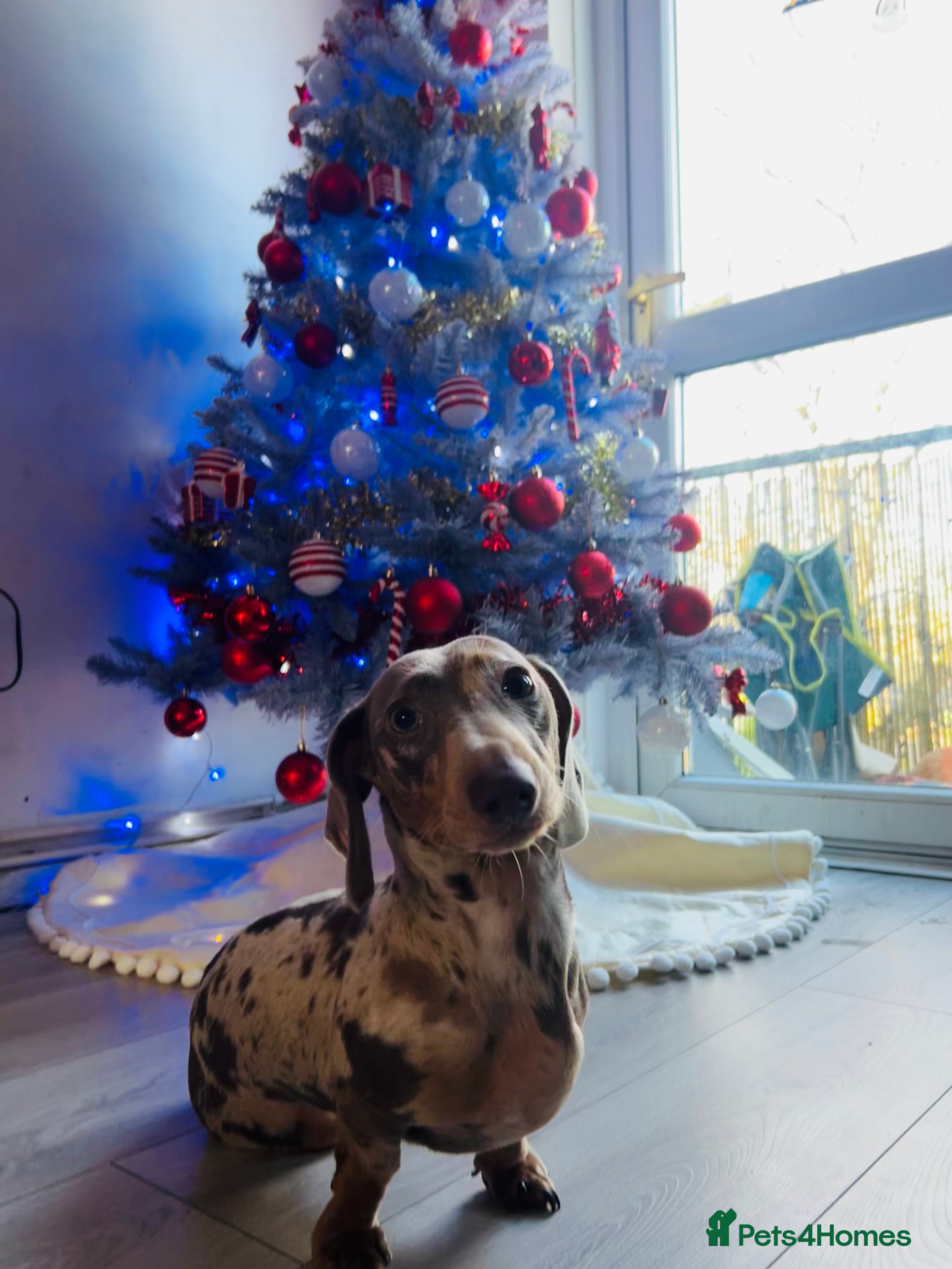 Miniature Dachshund dogs Miniature dachshund Isabelle dapple  - Advert 17