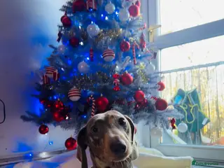 Miniature Dachshund dogs Miniature dachshund Isabelle dapple - Advert 3