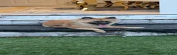 Pomeranian dogs for sale: 8month Pomeranian  - Advert 2