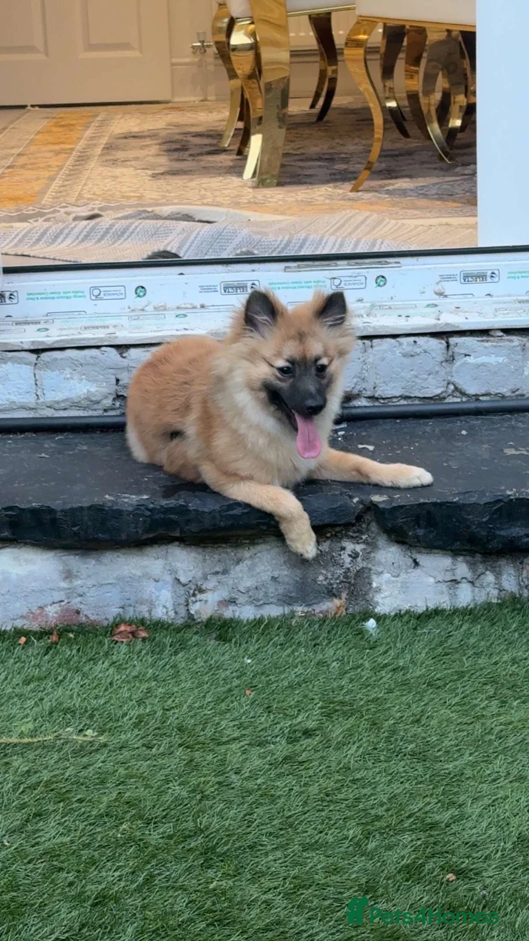 Pomeranian dogs for sale: 8month Pomeranian  - Advert 2